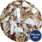 8957 - Crushed Shell - Natural Scallop Footpath